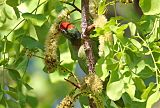 Varied Lorikeetborder=